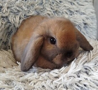 Minilop - anglický zakrslý beránek s VP