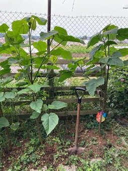 vzrostlý strom Paulownia / Pavlovnie