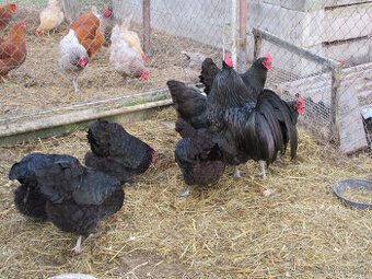 Australka velká-násadová vejce