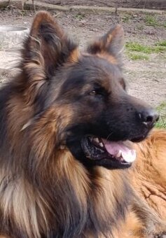 Německý ovčák s PP