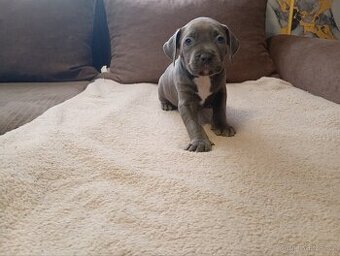 Stafordšírský bulteriér