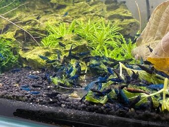 Krevetky Blue Diamond