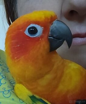 Aratinga sluneční ručně dokrmená