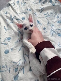 Devon rex