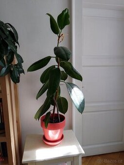 Stálezelený ficus, rozzáří každou domácnost