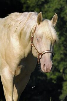 Připouštění Qh cremello hřebcem