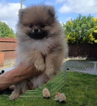 Pomeranian s PP FCI
