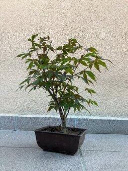 Bonsai, Bonsaj, japonský javor, skalky