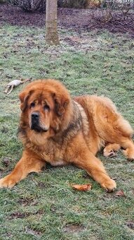 Daruji Tibetskou dogu