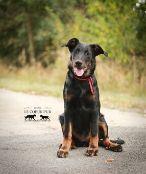 Beauceron - štěňátka s PP