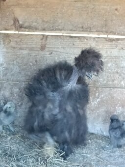 USA hedvábnička s kuřaty