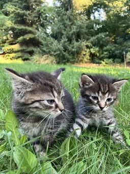 Kotě mainské mývalí kříženec