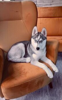 Hasky