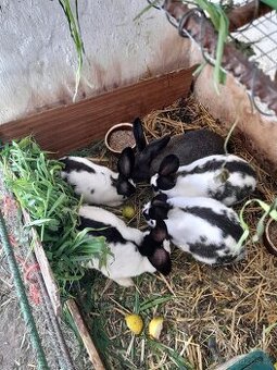 Prodám králíky (samce i samice)