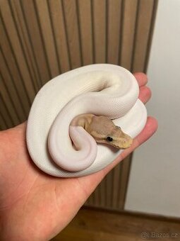 Krajta královská samice Banana Black pastel/Cinnamon Pied