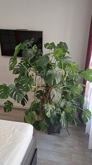 Monstera