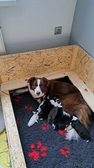 Štěňata Border Kolie s PP