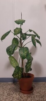 Prodám pokojové rostliny