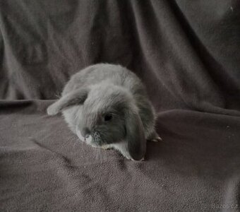 Zakrslý beránek králíček + očkování