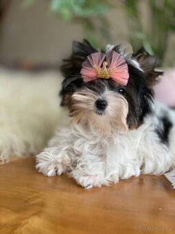 exkluzivní mini fenka Beaver York R.R FCI