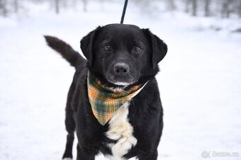 Columbo hledá domov - 1