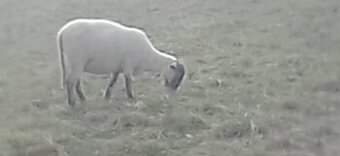 Ovce  s mládětem  (i samostatně)