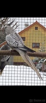 Korela bělohlavá perlová