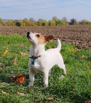 Jack Russell teriér