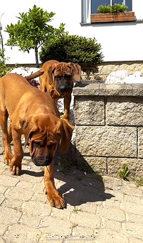 Tosa inu - dvě krásné, mazlivé holčičky ihned k odběru
