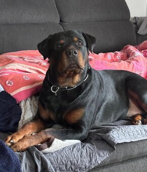 Rotvajler s PP, Rottweiler s PP - 1