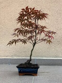 Bonsai, Bonsaj, japonský javor, skalky