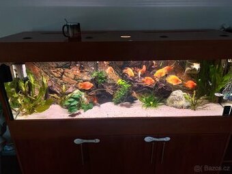 Akvarium - 1