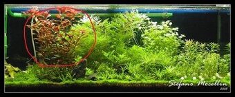 Ludwigia repens Česky zakucelka plazivá - 1
