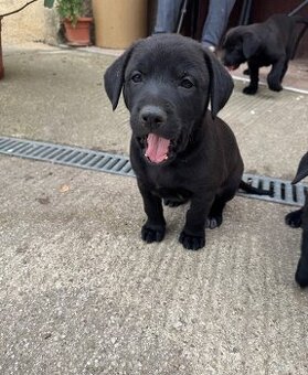 Labrador
