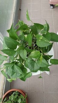 Potos, Scindapsus