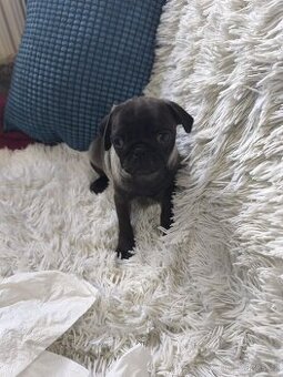 Mops