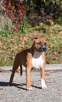 Americký stafordšírský teriér