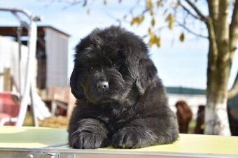 Novofundlandský pes s PP Fenka