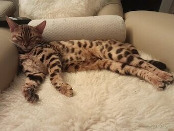 Bengalská kočka