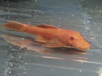 Ancistrus red xl