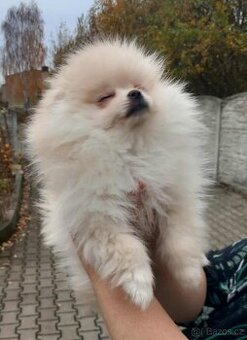 Pomeranian mini klouček