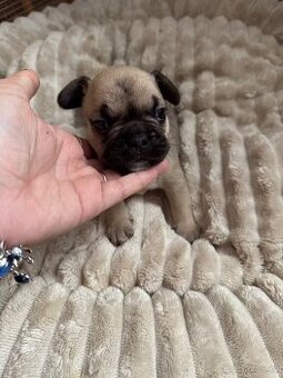 Francouzský buldoček bez PP