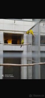 Prodám papoušek horský pastel a další..