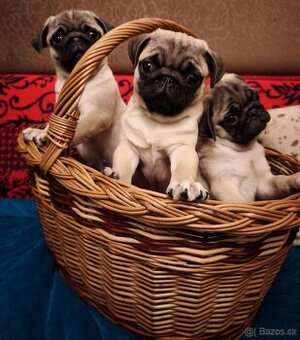 Mops šteniatka s PP