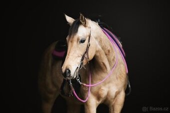 QH klisna, na jaře pětiletá