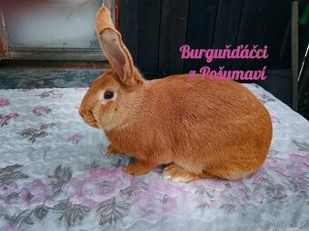 BURGUNDSKÝ králík s PP - SAMIČKA š6 ⭐️⭐️⭐️