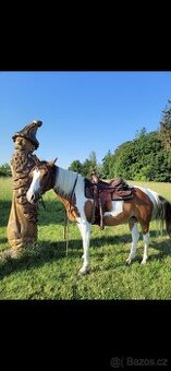 Prodám kobylu