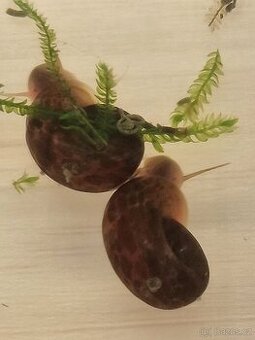 Nabízím okružáky a levatky ZDARMA