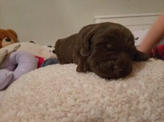 Labradorský retrívr