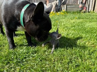 Cornish rex koťátka